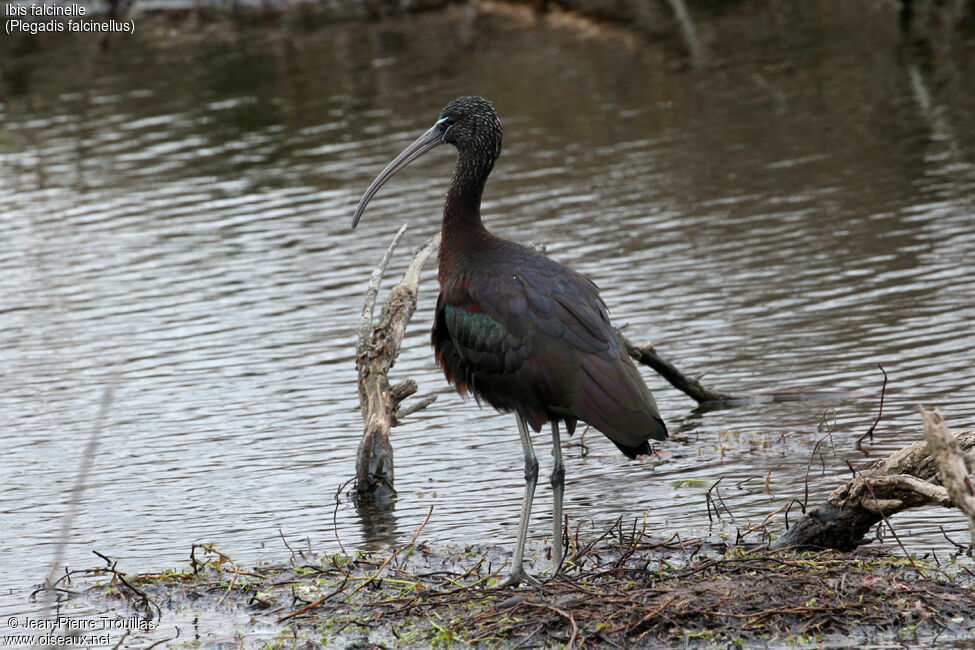 Ibis falcinelle