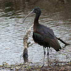 Ibis falcinelle