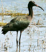 Glossy Ibis