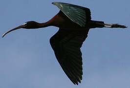 Glossy Ibis