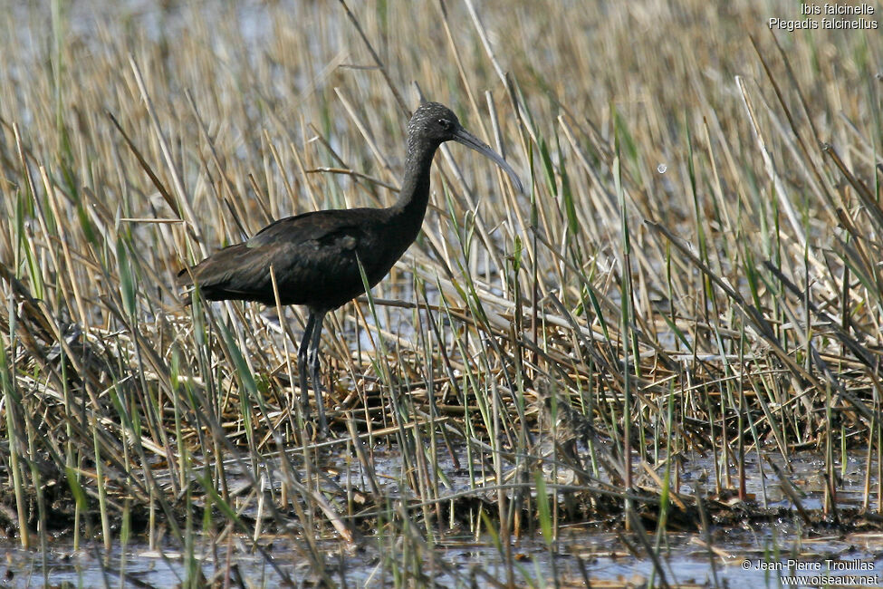 Ibis falcinelle