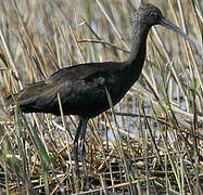 Glossy Ibis