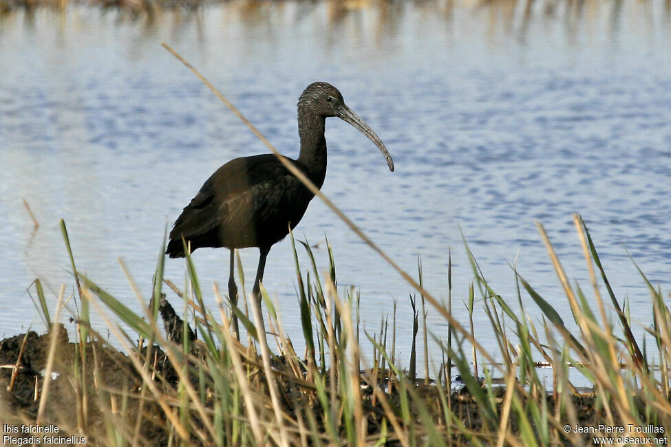 Ibis falcinelle