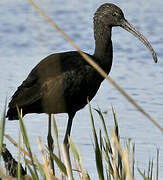 Glossy Ibis