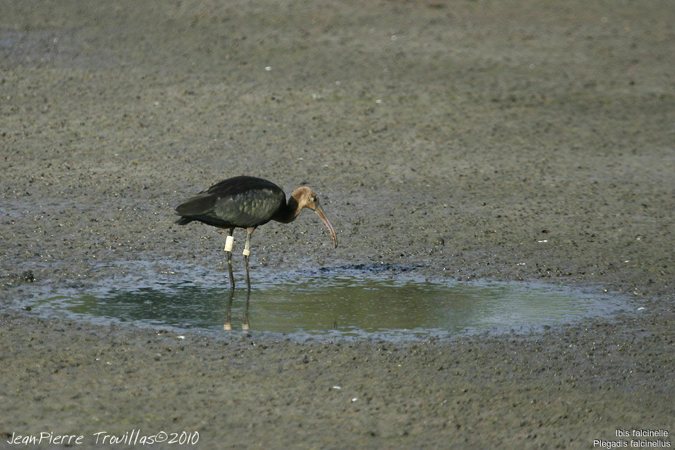 Glossy Ibis