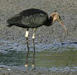 Ibis falcinelle