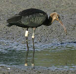 Ibis falcinelle