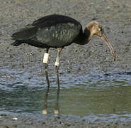 Glossy Ibis