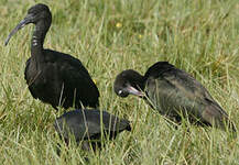 Ibis falcinelle