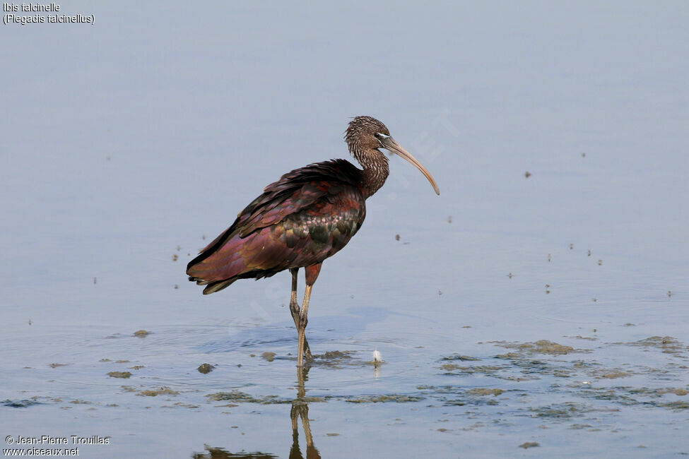 Glossy Ibis