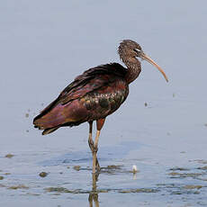 Ibis falcinelle