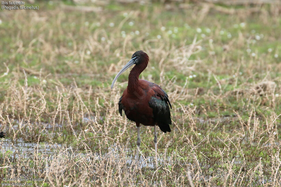 Ibis falcinelle