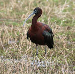 Ibis falcinelle