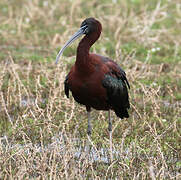 Glossy Ibis