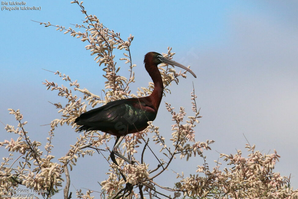 Ibis falcinelle