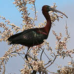 Ibis falcinelle