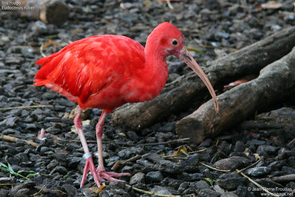 Scarlet Ibis