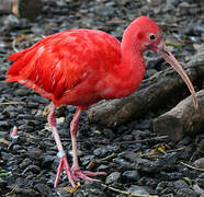 Scarlet Ibis