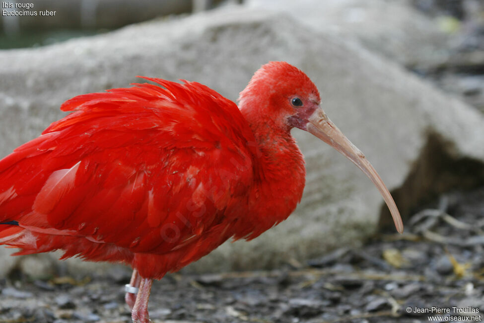 Ibis rouge