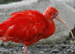 Ibis rouge