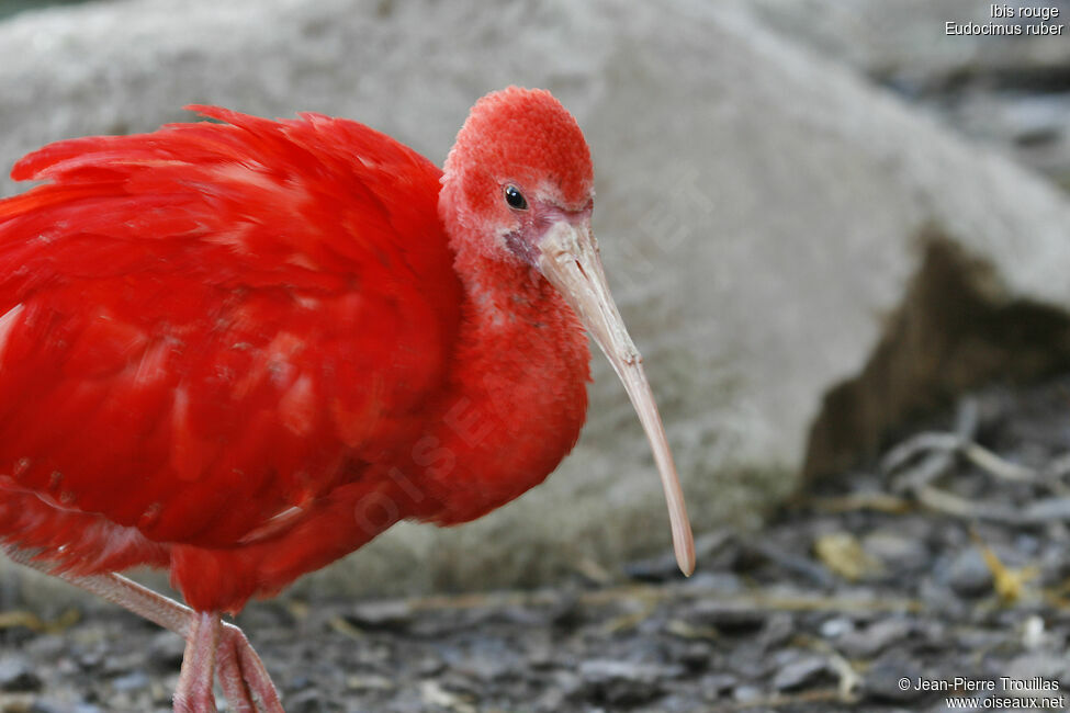 Ibis rouge