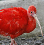 Ibis rouge