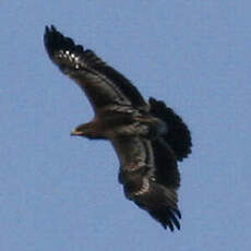 Aigle criard