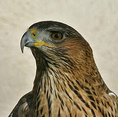 Aigle de Bonelli