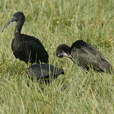 Ibis falcinelle