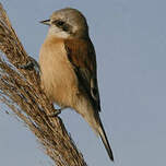 Rémiz penduline