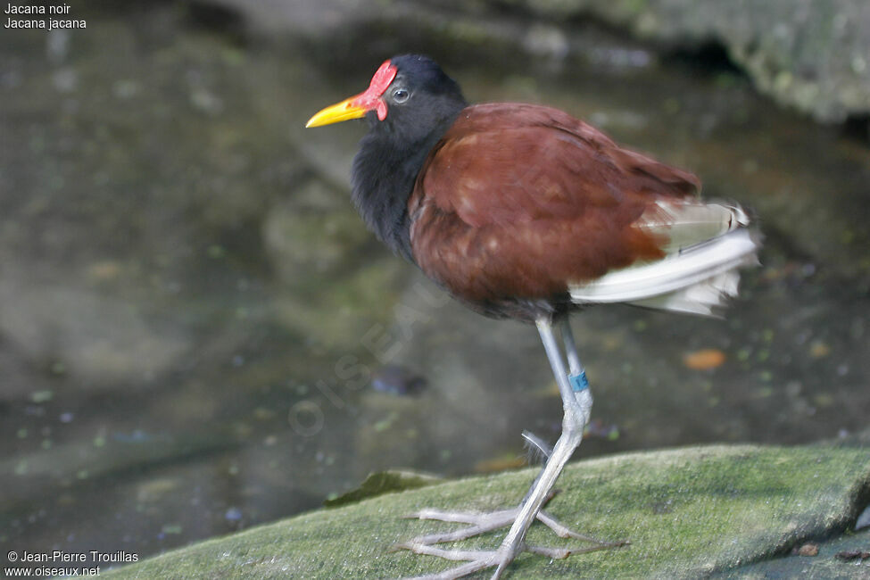 Wattled Jacana