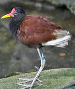 Wattled Jacana