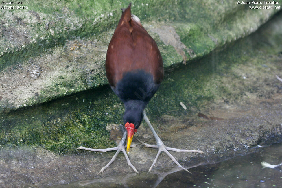 Wattled Jacana