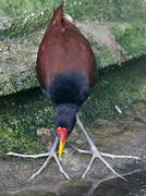 Wattled Jacana