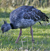 Southern Screamer