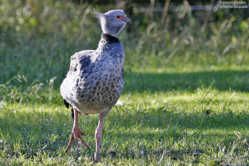 Southern Screamer