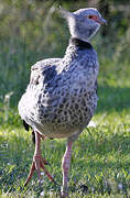 Southern Screamer