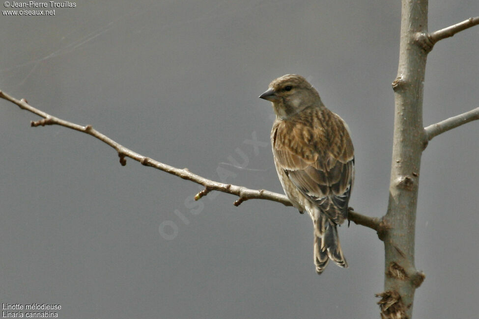 Linotte mélodieuse