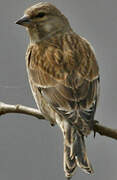 Common Linnet