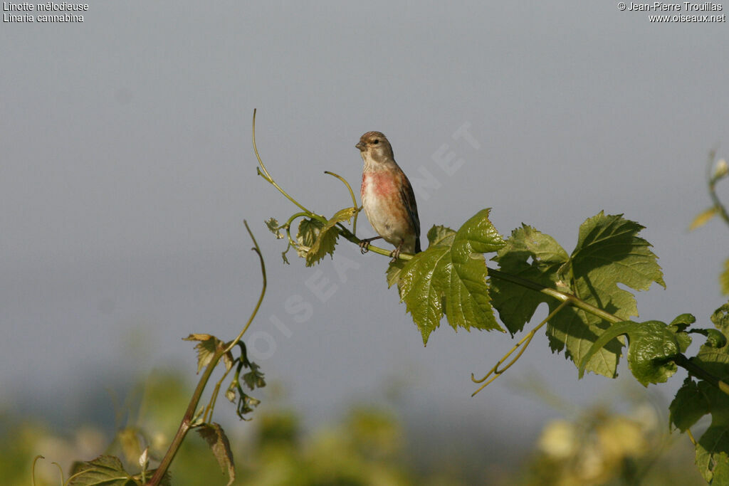 Common Linnet