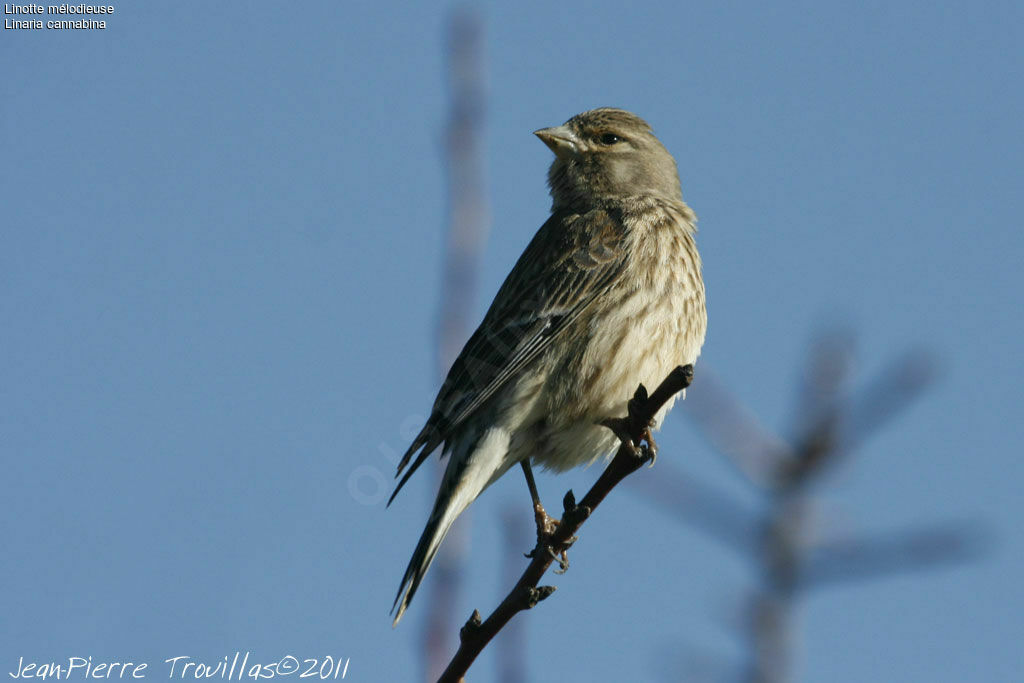 Linotte mélodieuse