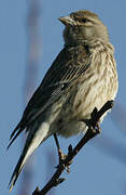 Common Linnet