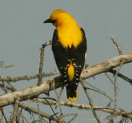 Eurasian Golden Oriole