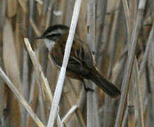 Moustached Warbler