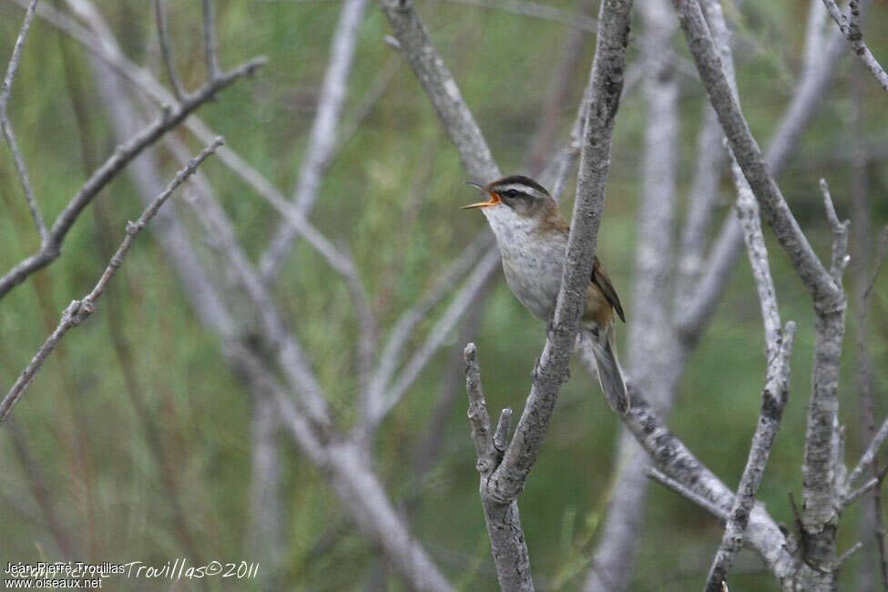 Moustached Warbler male adult, song