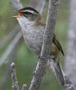 Moustached Warbler