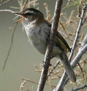 Moustached Warbler