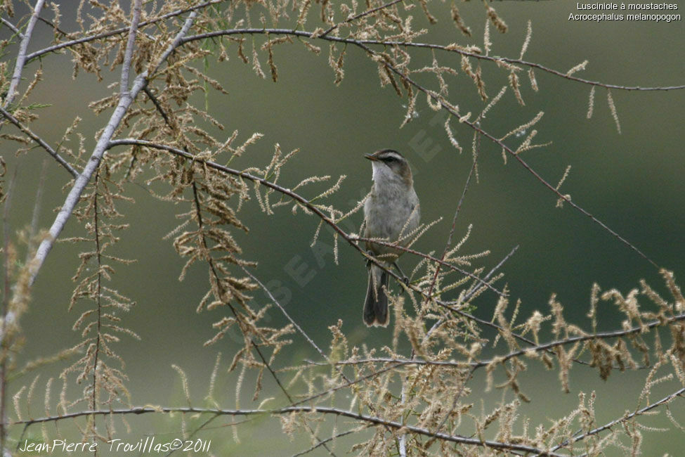 Moustached Warbler