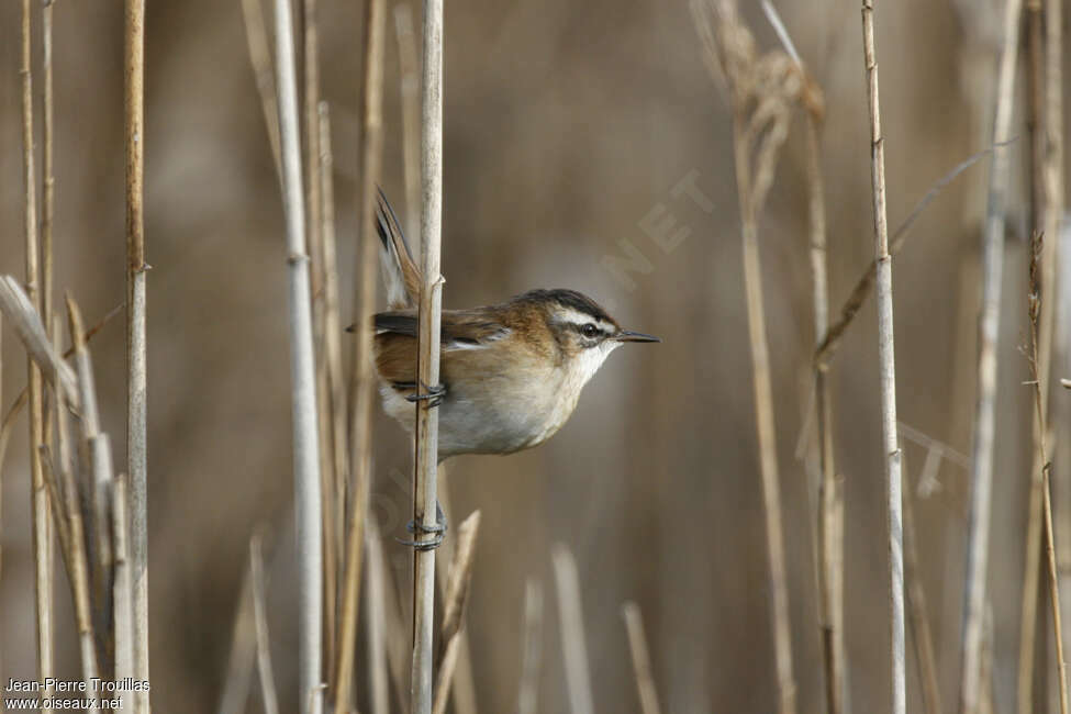 Moustached Warbler, habitat, pigmentation, Behaviour