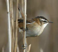 Moustached Warbler